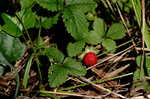 Indian strawberry